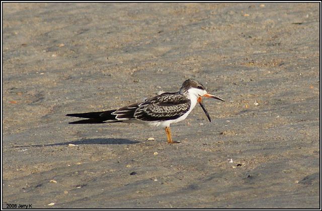 Black Skimmer Black Skimmer