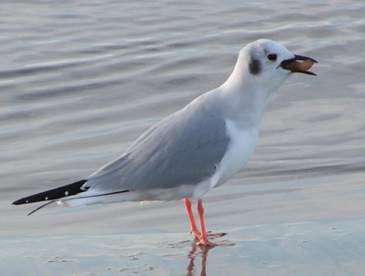 Bonaparte's Gull