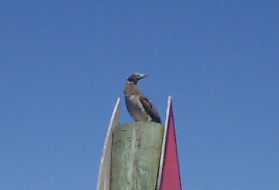 Brown Booby, North Carolina