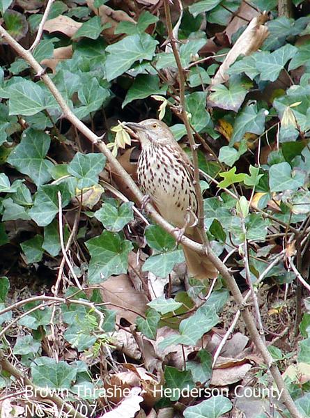 Brown Thrasher