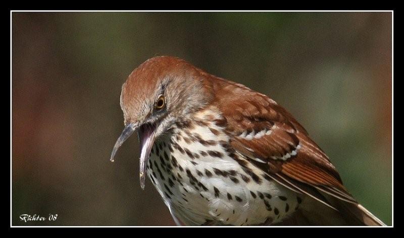 Brown Thrasher
