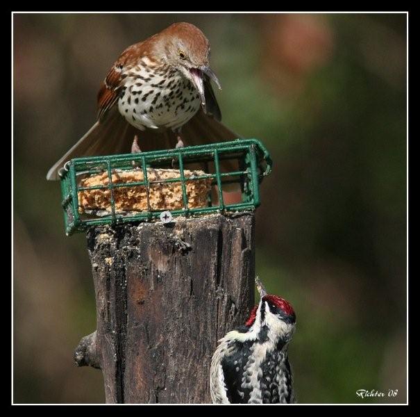 Brown Thrasher