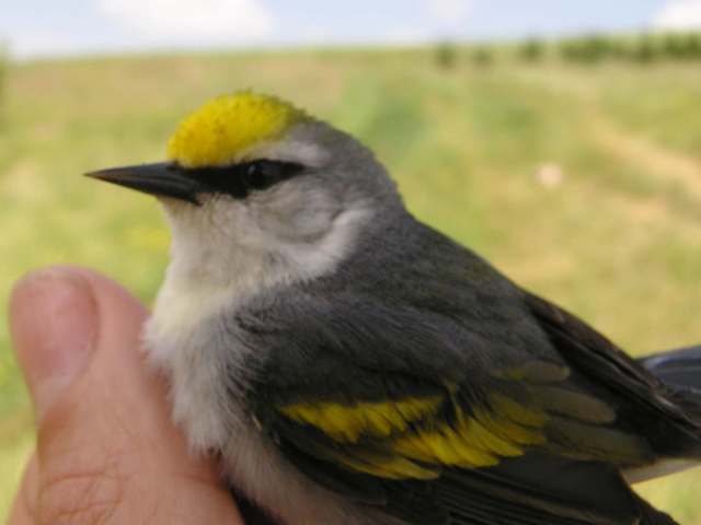 &quote;Brewster's&quote; Warbler