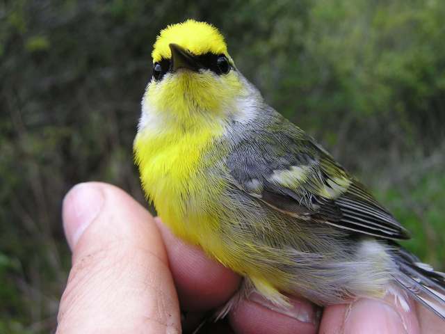 &quote;Brewster's&quote; Warbler