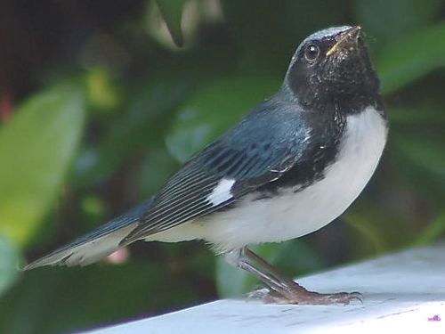 Black-throated Blue Warbler