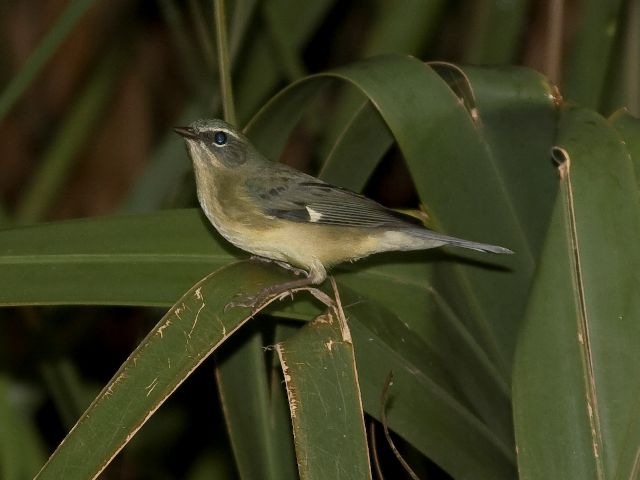 Black-throated Blue Warbler