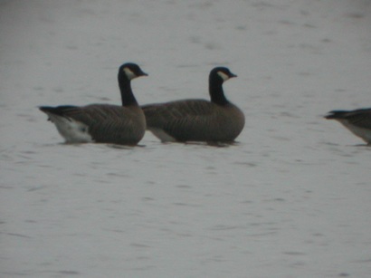 Cackling Goose
