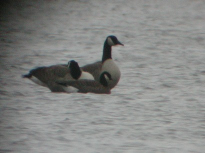 Cackling Goose
