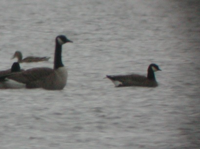 Cackling Goose