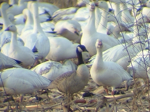 CacklingGoose