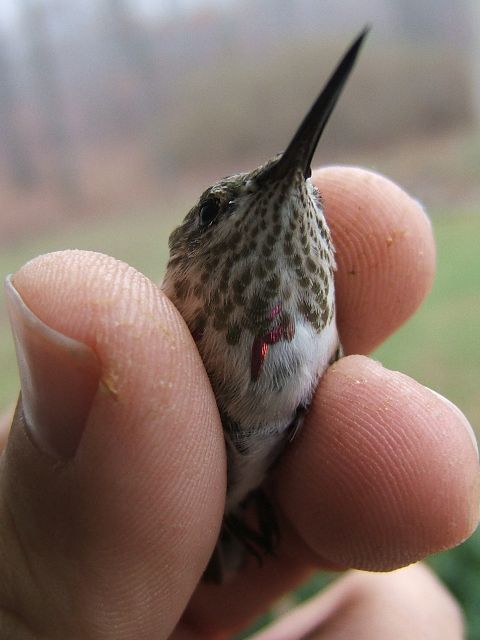 Calliope Hummingbird