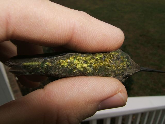 Calliope Hummingbird