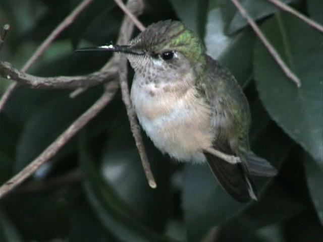 Calliope Hummingbird