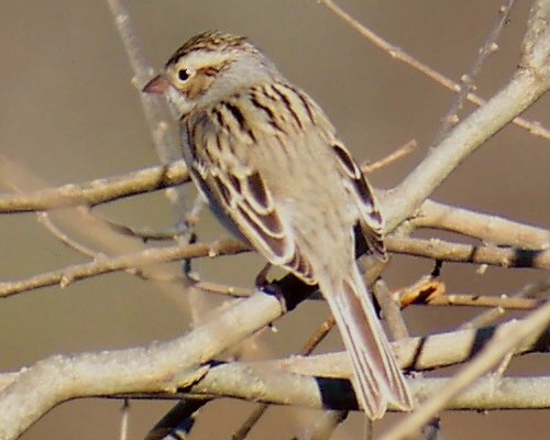 Clay-colored Sparrow