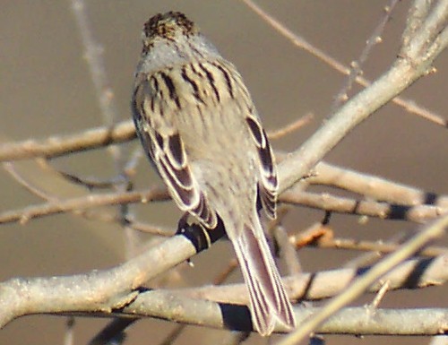 Clay-colored Sparrow
