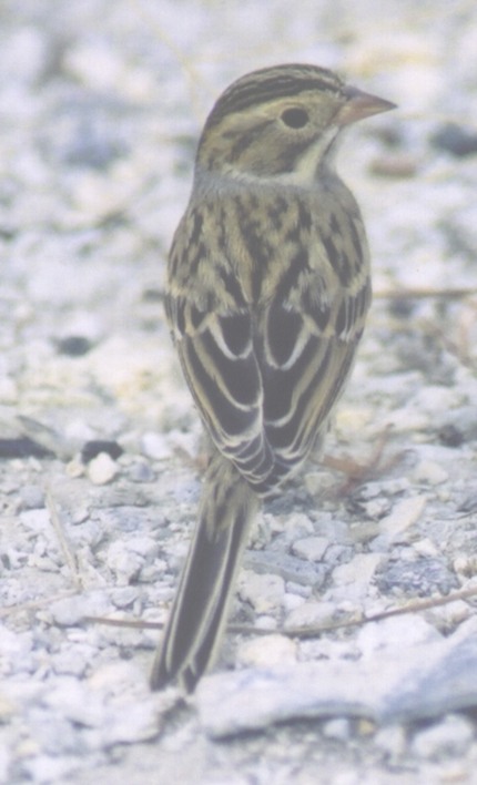 Clay-colored Sparrow