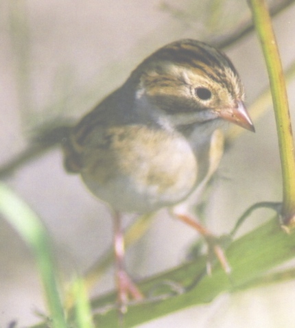 Clay-colored Sparrow