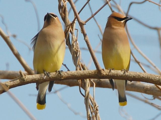 Cedar Waxwing