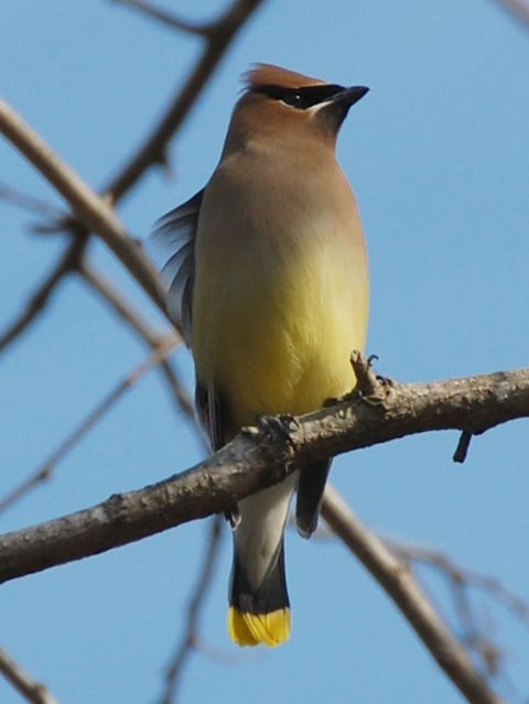 Cedar Waxwing