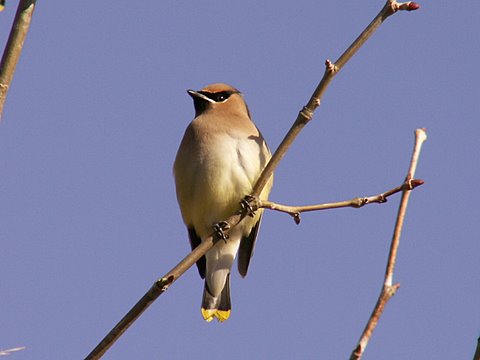 Cedar Waxwing