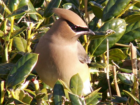 Cedar Waxwing