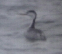 Clark's Grebe, Cape Hatteras, NC