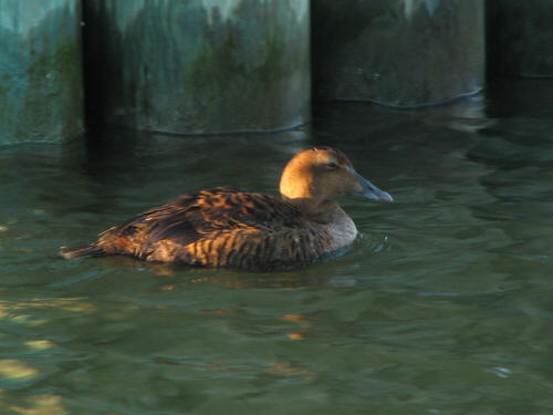 Common Eider