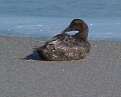 Common Eider