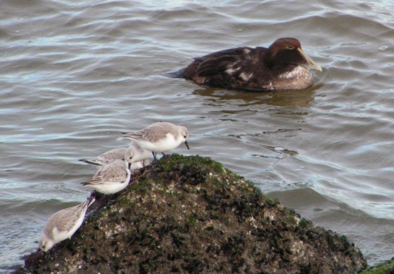 Common Eider
