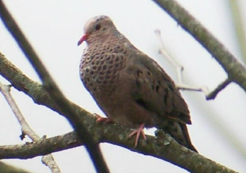 Common Ground-Dove