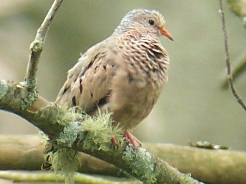 Common Ground-Dove
