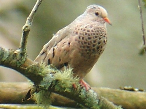Common Ground-Dove