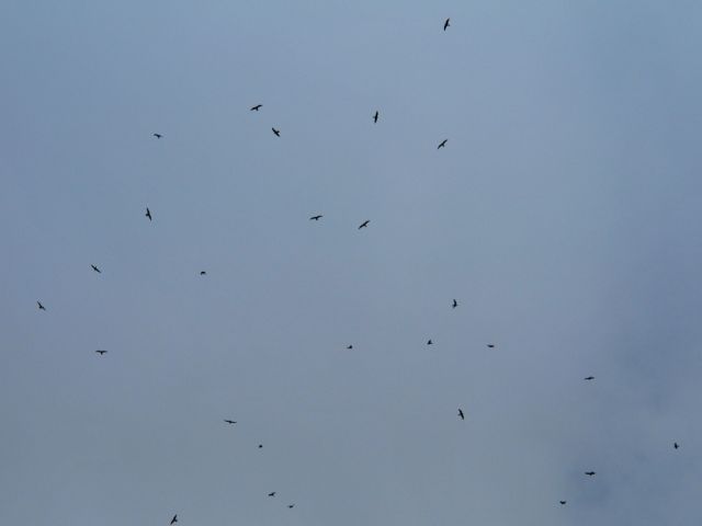 Common Nighthawk