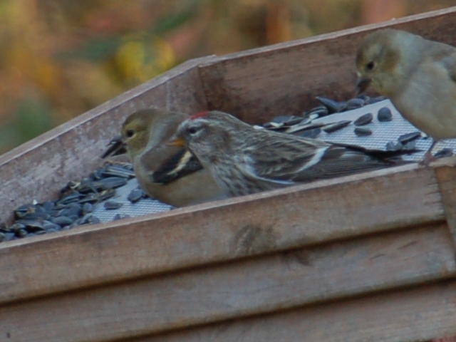 Common Redpoll