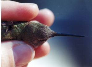 Black-chinned Hummingbird