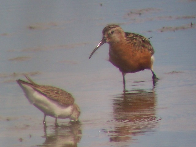 Curlew Sandpiper