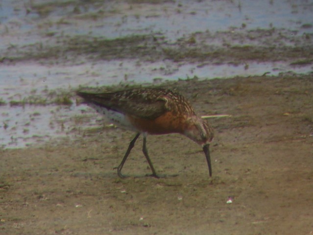 Curlew Sandpiper