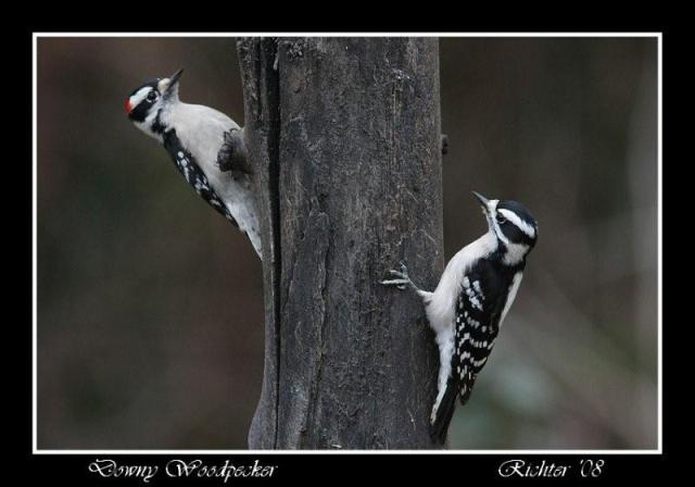 Downy Woodpecker