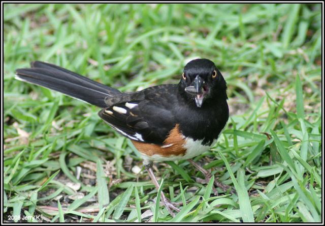 Eastern Towhee