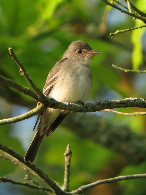 Eastern Wood-Pewee