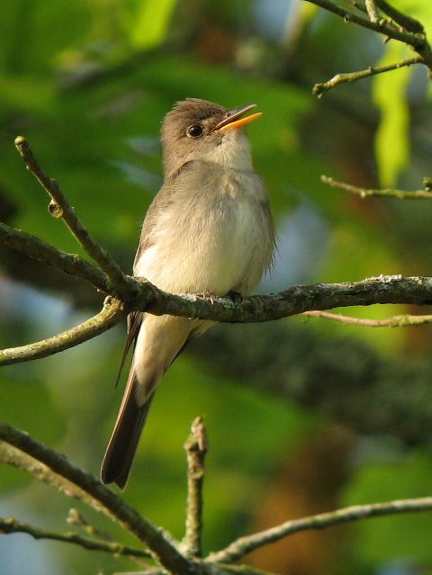 Eastern Wood-Pewee