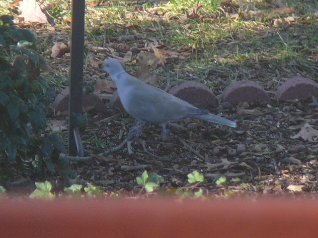 Eurasian Collared-Dove