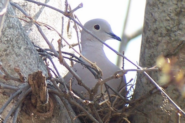 Eurasian Collared-Dove