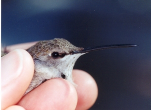 Black-chinned Hummingbird