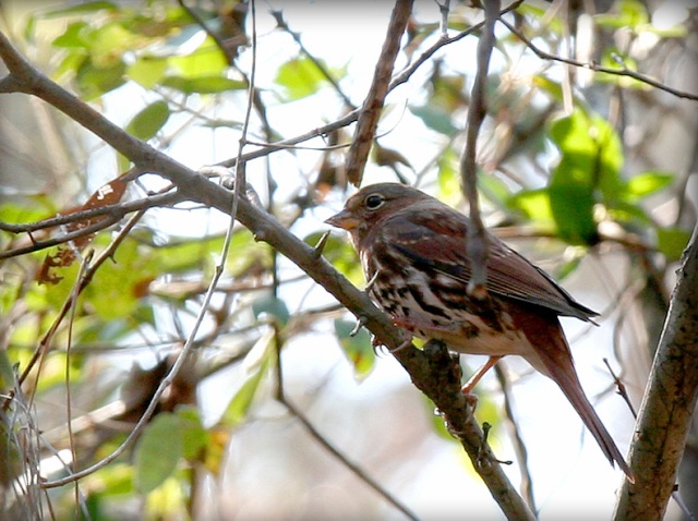 Fox Sparrow