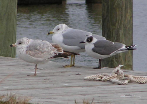 Franklin's Gull
