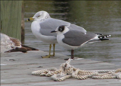 Franklin's Gull