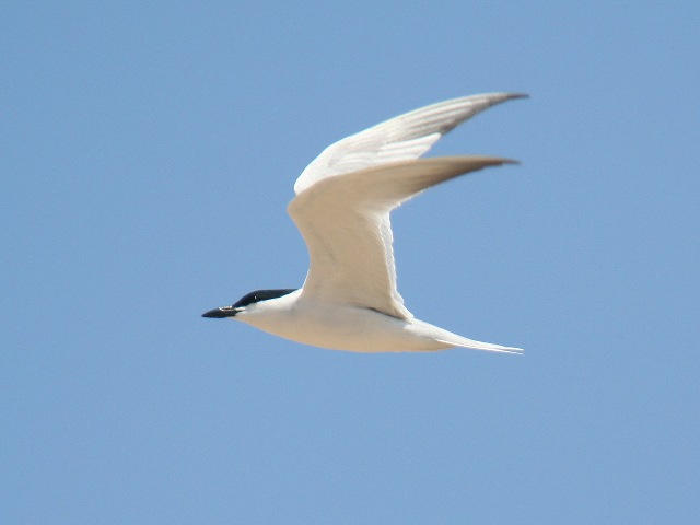 Gull-billed Tern