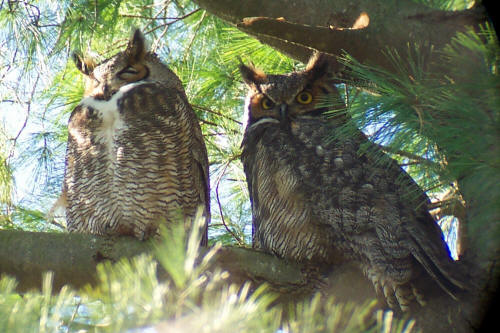 Great Horned Owls