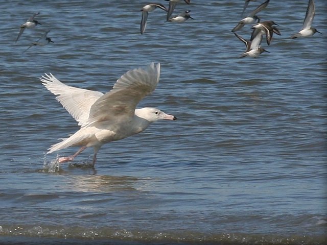 Glaucous Gull